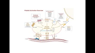 Understanding Platelet Activation A Comprehensive Overview