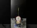 Tesla coil + dragons fruit + plants