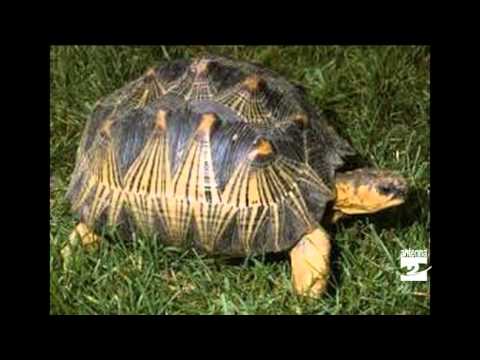 Video: Cosa Sono Le Tartarughe Terrestri?