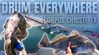 Download lagu Drum Fishing Madness! Limits of Drum Everywhere | Corpus Christi, TX