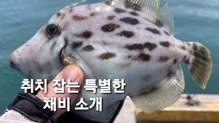 횟감으로 최고인 쥐치 낚시로 잡는 채비 소개합니다 #생활낚시  #원투낚시