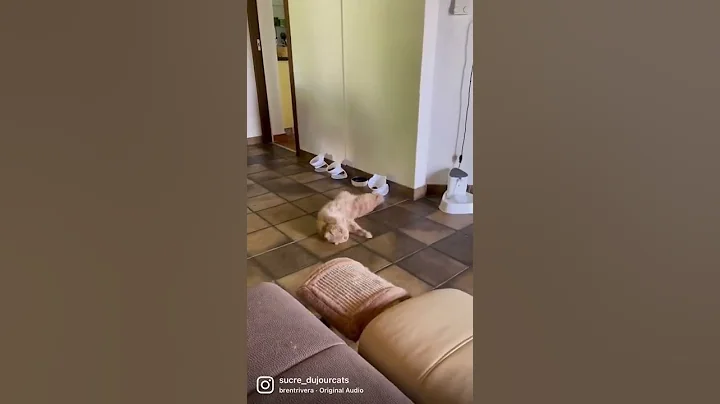 Watch the video about Funny viral cats 🥰🙈🐈 #shorts #funny #cat #pets #viral #cutecat #exoticshorthair #siberiancat