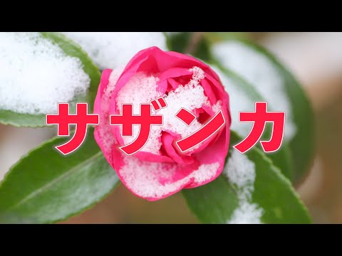 サザンカ（SEKAI NO OWARI）　歌：NEUTRINO（歌詞付き）