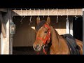 Part 1 Farouk tries his new red endurance bridle. What can be done with a water logged field?