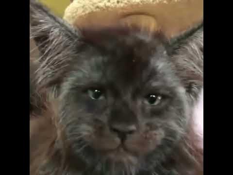 Кот с лицом как у человека - YouTube