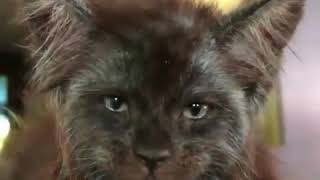 Кот с лицом как у человека Кот с лицом как у человека