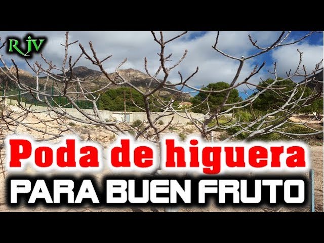 Como Podar La Higuera Para Buen Fruto Y Cosecha Chupones Apertura Y Rebaje Youtube