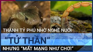 Trở thành tỷ phú nhờ nghề nuôi “tử thần” nhưng nguy cơ “mất mạng như chơi” | VTC Tin mới