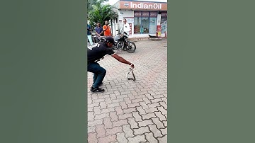 Spectacle Cobra Rescue⛑️😍 🐍☠️ #cobra#rescue#viralvideo#shorts#video#like#snake#ganpati#harharmahadev