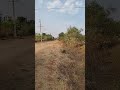 #Bangalore #tumkur in#tumkurhesaraghattadendha. jhagake16 minute. agricultur land for sale