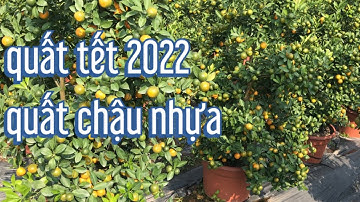 vườn quất chậu nhựa sai quả giá quất cảnh tại vườn, quất thế, quất tết 2022