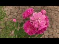 哀愁のヴィオロン 歌 五木ひろし