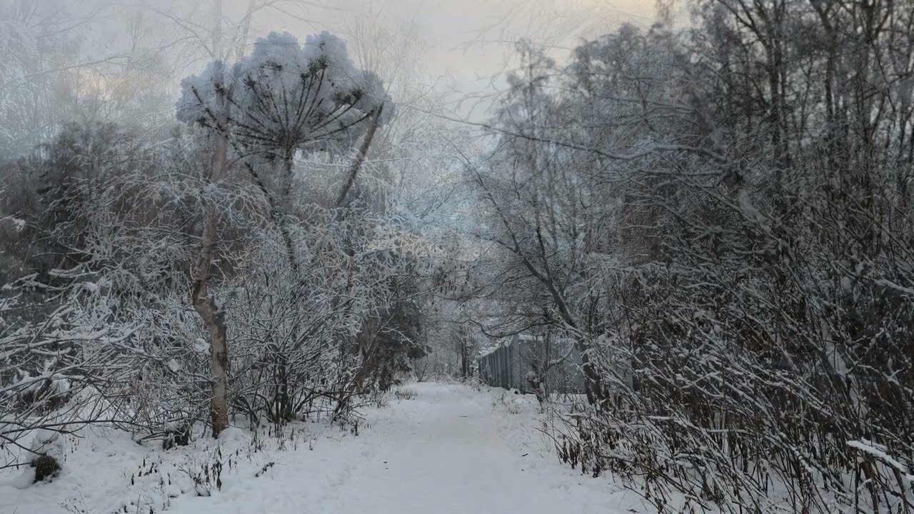 8 Hours of Winter Scenery and Bird Sounds