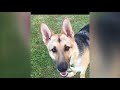 Staley's Dog House & K9 Academy Staley's Dog House & K9 Academy
