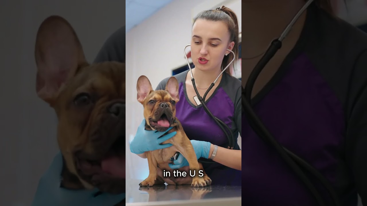 Things to know about Parvo in dogs