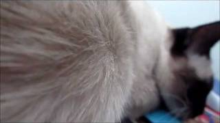 Black&Tan Siamese - Fenya's Active Kitten