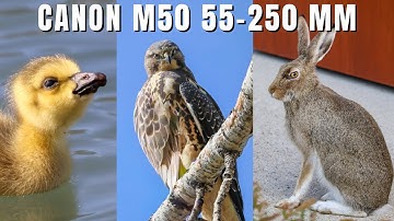 Bird Spring Photography | Canon M50 & Canon 55-250mm Lens Walk 