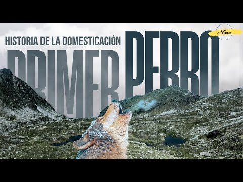 Historia del PRIMER