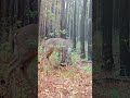 Очарование природы: грациозный олень в зелёных тенях #deer #hunting #wildlife
