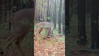 Очарование природы: грациозный олень в зелёных тенях #deer #hunting #wildlife
