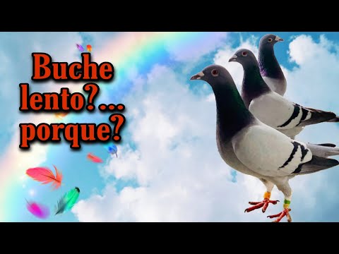 Cuanto tiempo tardan en volar las palomas