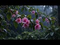 Fall Asleep Instantly 🌧️ Forest Rain Sounds | Stress Relief, Relaxation & Deep Sleep