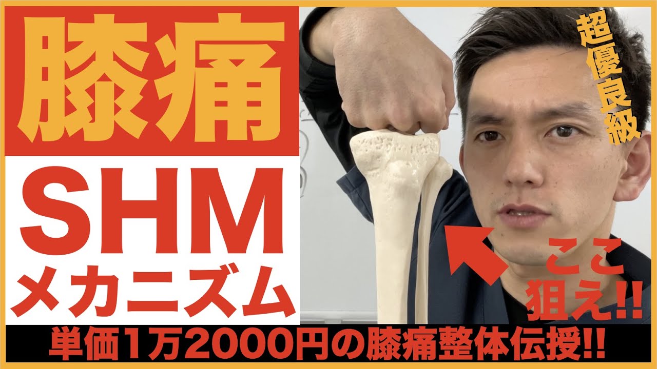 【膝内側の痛み】99%が知らない「SHM」膝痛メカニズム