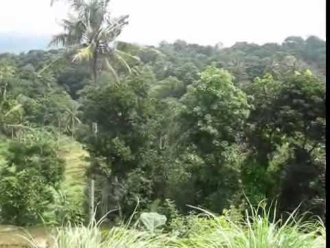 Tembang Kenangan - Anggrek Bulan - Brory Marantika