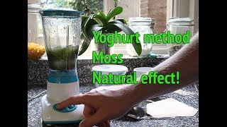 Dry Start Method Aquarium  How to grow aquarium moss