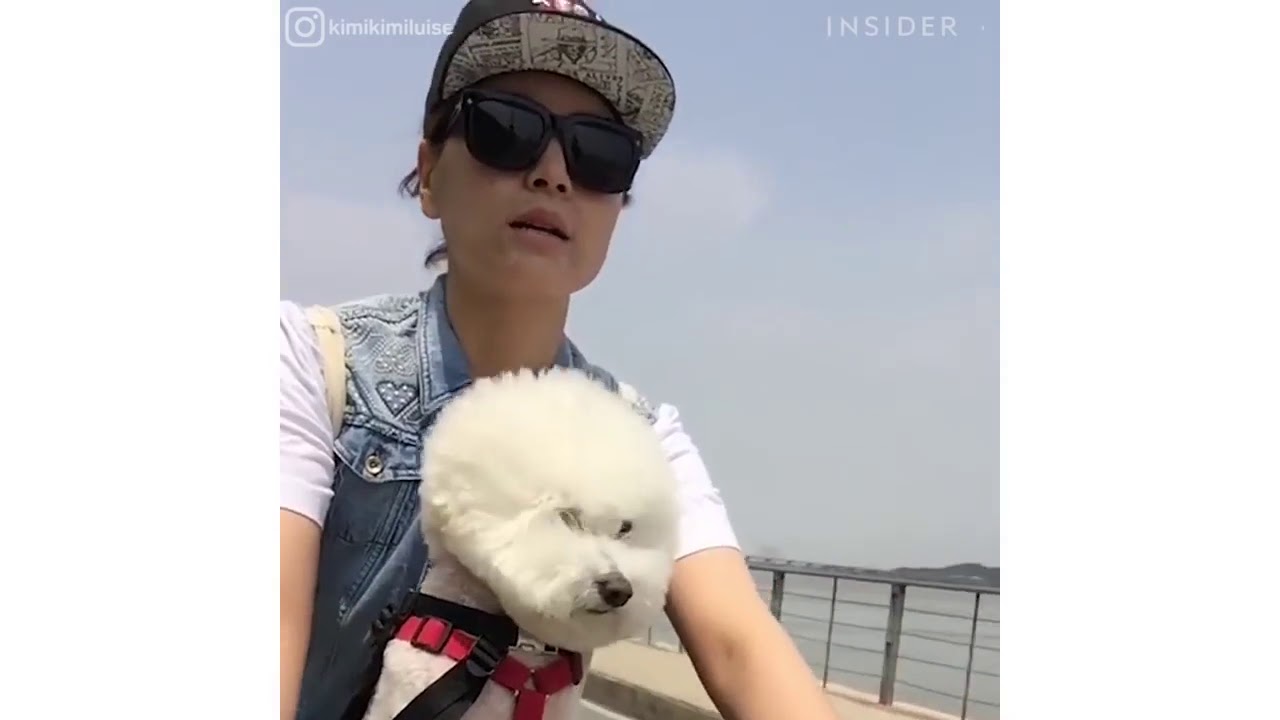 Buddyrider Siège Vélo pour Chien YouTube