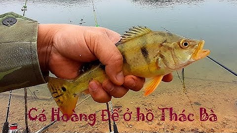 Cá Hoàng Đế ở hồ Thác Bà