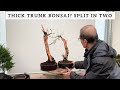 Thick trunk bonsai? Split Trunk Literati style