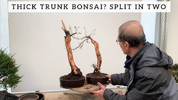 Thick trunk bonsai? Split Trunk Literati style