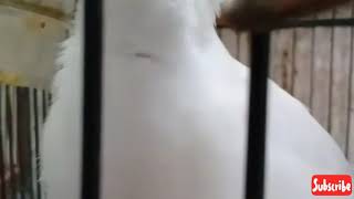 JALAK PUTIH GACORR BISA BICARA!!