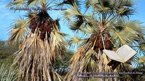 111. Al-Masad (The Palm Fibre) سورة المسد (Quran in Arabic and English)