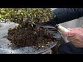 Bonsai master explains how to make NEBARI.盆栽　ねばりの作り方