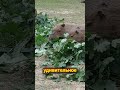 Капибара, которая дружит с крокодилами 🐊 | Удивительный факт о животных #shorts #капибара #факты