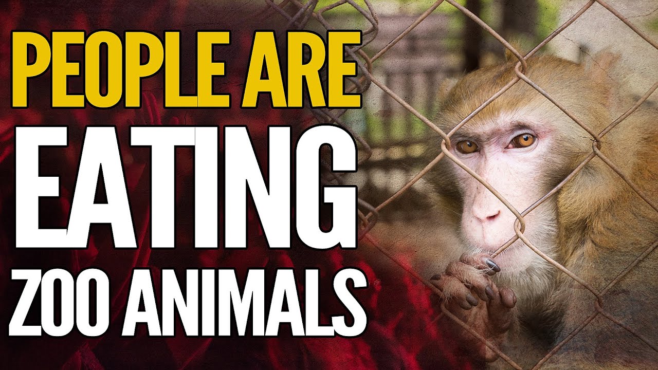PEOPLE ARE EATING ZOO ANIMALS! Venezuela's Crisis Explained YouTube