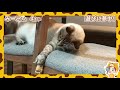 かわいいペット達の癒し＆オモシロ映像集😻猫に犬にゴールデンハムスター🐾今週のアニマル発見隊！