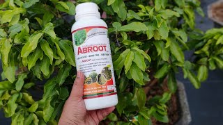 Abroot bung tàng mập thân chuyên cho cây mai vàng 0902074660