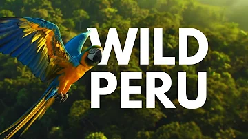 PERU - GUARDIANS OF THE ANDES AND THE FOREST | Full Documentary