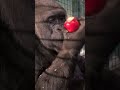 Gorilla Eating Apple Satisfyingvideo Animalplanet Eating Monkey