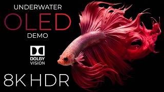 Amazing Ocean Creatures 8K HDR 🐠 Relaxing Underwater Film