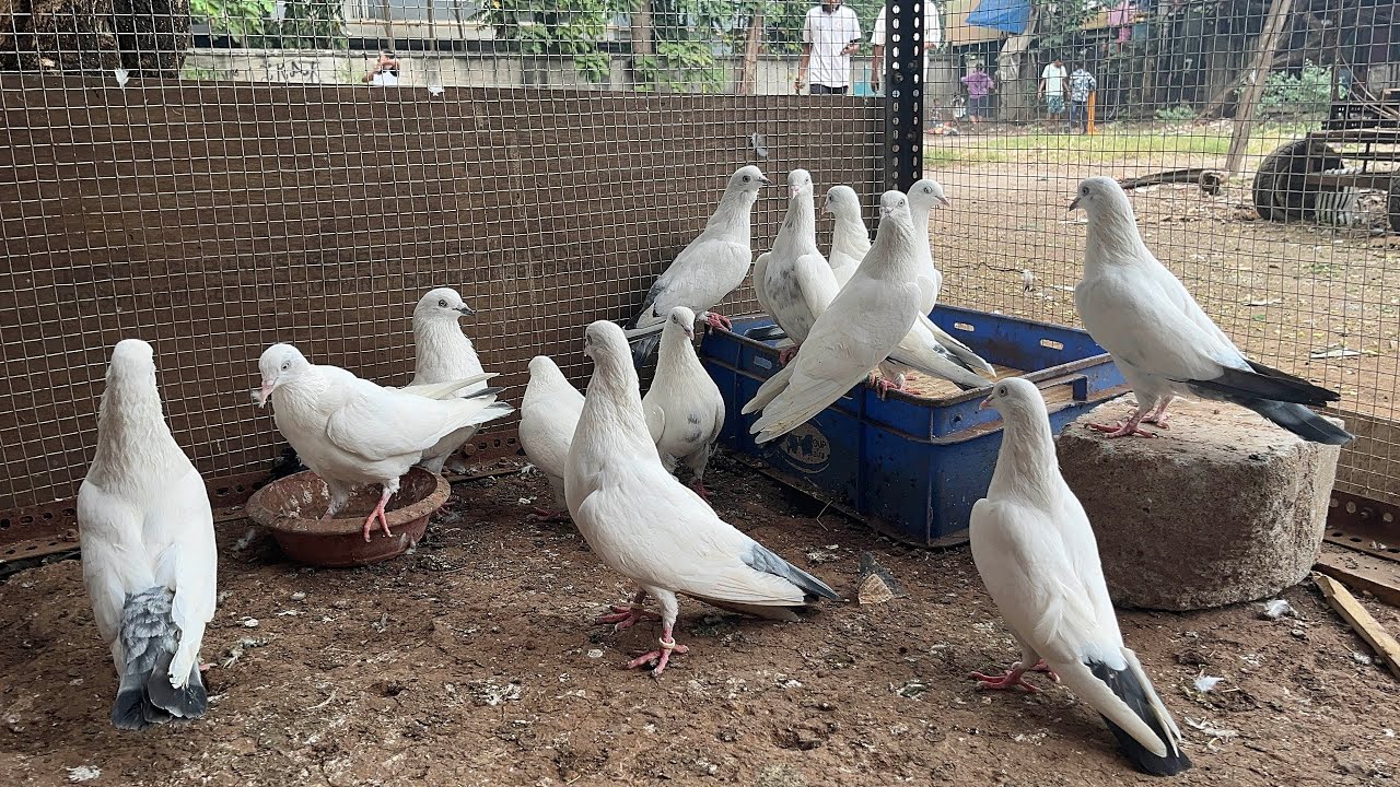 Ek Nasaal vohi bhi Asaal Kaldum || Monil pigeon loft || Mumbai