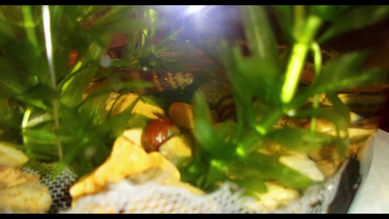 Planted Aquarium Elodea Densa Ramshorn and Malaysian Trumpet Snails
