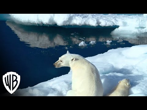 How Can Polar Bears Camouflage?