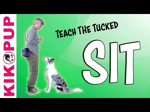 Video: Hoe Om Een oor Op 'n Hond Te Sit
