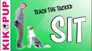 Teach the Tucked Sit - Professional Dog Training