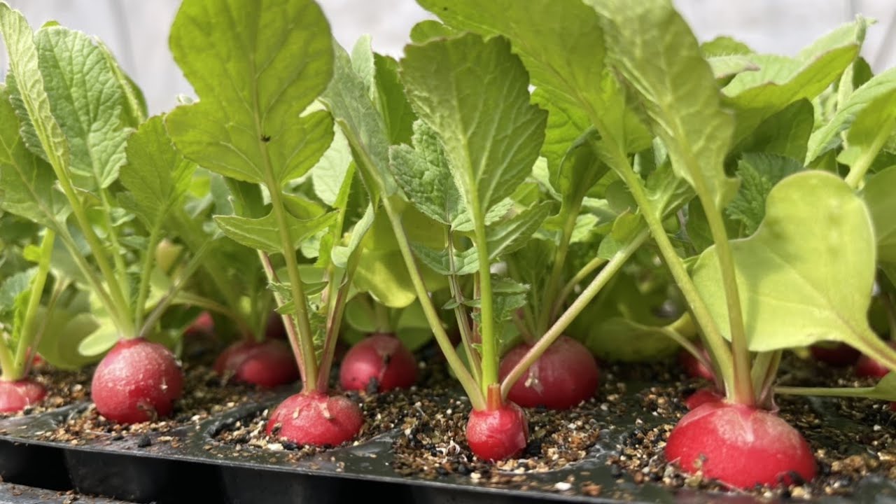 【家庭菜園の苗作り】3月下旬から高温に注意してください　22/3/17