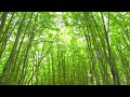 美しい林と美しい野鳥の声で癒される至福のひと時　　美しいと評判の新潟県美人林　どこを写しても美しい映像をつなぎ合わせて、うぐいすの声などの野鳥の声をお届けします 8時間バージョン